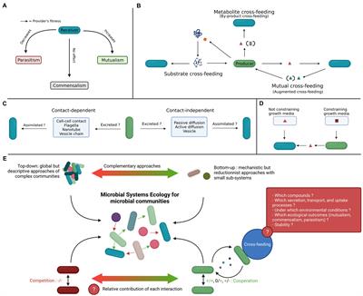 Microbial Systems Ecology to Understand Cross-Feeding in Microbiomes